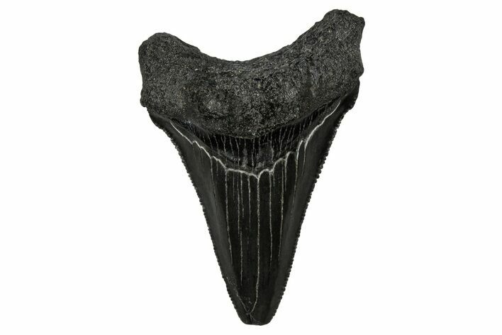 Serrated, Juvenile Megalodon Tooth - South Carolina #340739